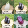 珍しい！体験商品「４種のナス食べ比べセット」美味しさにビックリ！