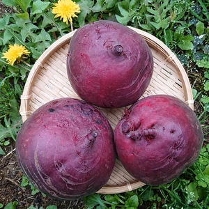 【お得なジャンボサイズ‼】甘くて瑞々しい夏のビーツ ✽ 農薬化学肥料不使用