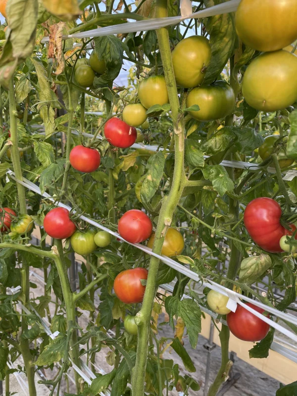 減農薬 高糖度 極甘結とまと サイズおまかせ！｜野菜の商品詳細