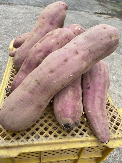 ガッツリさん向け 栗のように甘いホクホク紅あずま 4.8kg