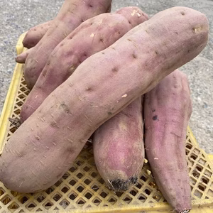 ガッツリさん向け　栗のように甘いホクホク紅あずま　4.8kg〜