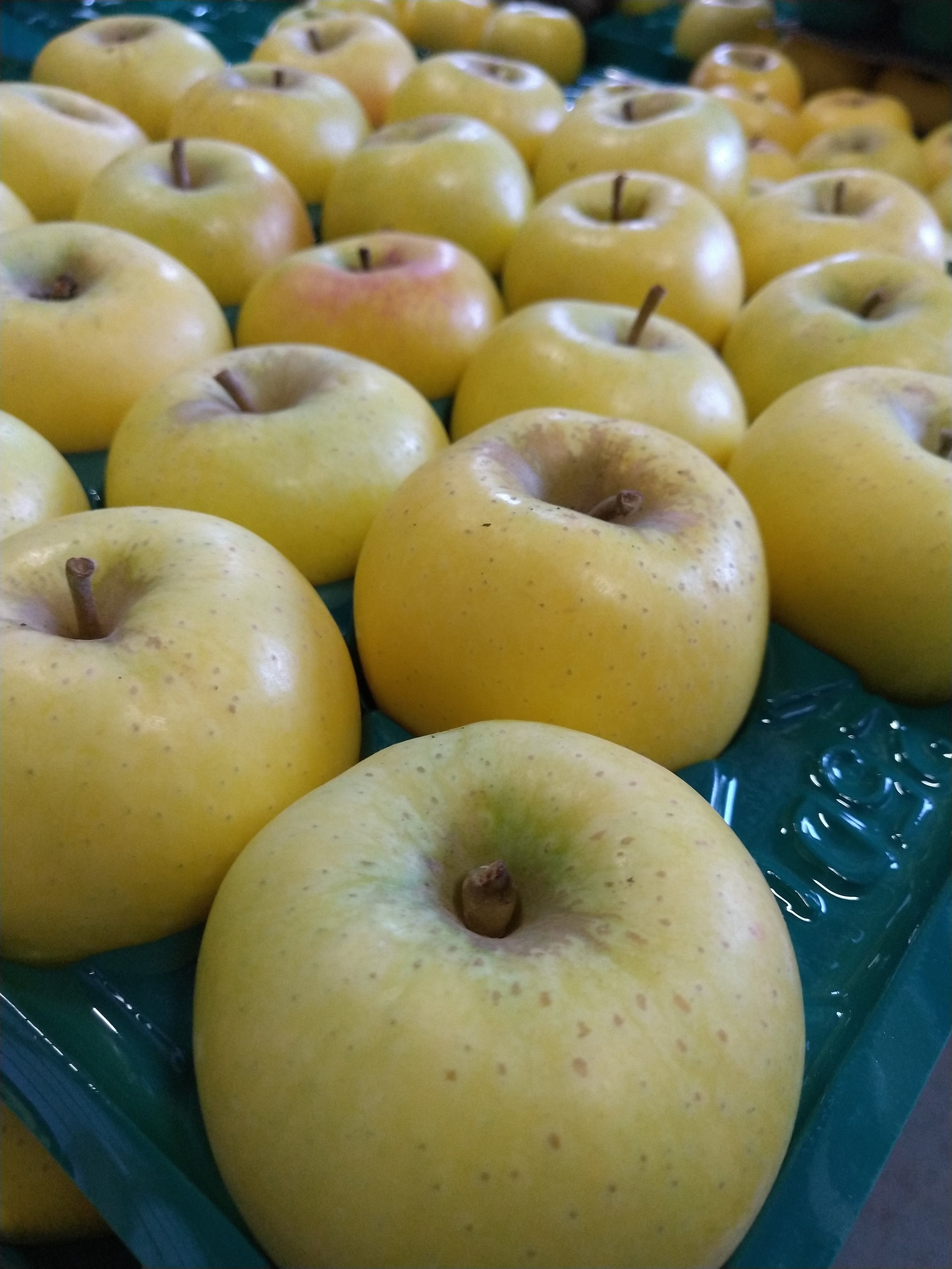 2025 シャキシャキ食感"シナノゴールド" 3Lサイズ(4〜5個)約2kg