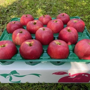 真っ赤なりんご　群馬県品種「おぜの紅」