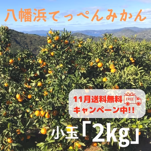出荷は11月下旬ごろ予定【2㎏/2S】小玉　てっぺんみかん