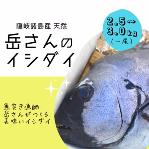 　【迫力‼️一尾まるごと】 魚突き漁師岳さんのイシダイ　隠岐諸島産　天然イシダイ