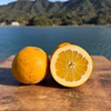 冬でも食べられる河内晩柑&紅河内晩柑　栽培期間中農薬不使用 柑橘セット