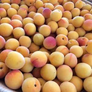 《今季最終！》【南高梅(完熟)】特別栽培・奈良県産