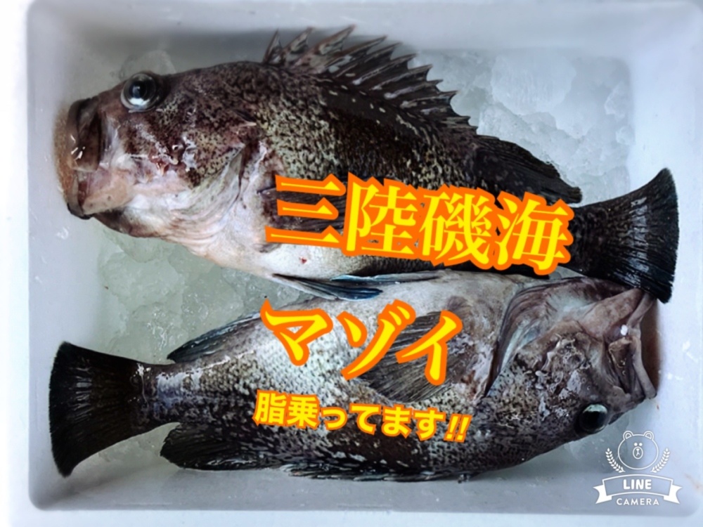 三陸磯海の特大マゾイ キツネメバル ご希望により鱗と内蔵処理致します 農家漁師から産地直送の通販 ポケットマルシェ