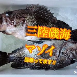 三陸磯海の特大マゾイ（キツネメバル）ご希望により鱗と内蔵処理致します！