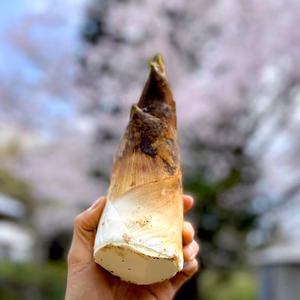 【2026年産】旬の天然タケノコ（富山県氷見産）［朝掘り採れたて発送］