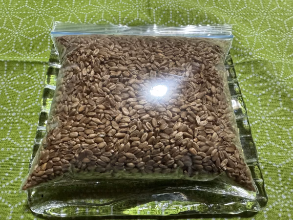 【国産"強力"小麦】小麦玄麦、採れました。【ユメカオリ】