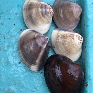 千葉県ブランド水産物認定 九十九里地はまぐり