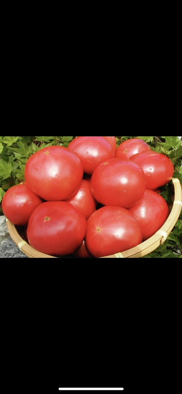 これが王道のトマト！桃太郎トマト