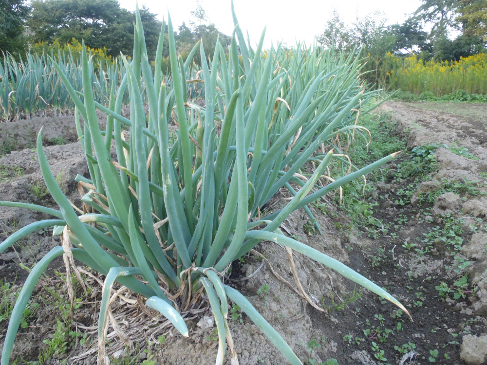 限定 紅白ネギ 赤ネギと白ネギのセット 合計２ｋｇ エコファーマー認定 減農薬 農家漁師から産地直送の通販 ポケットマルシェ