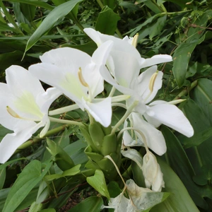 ジンジャーリリー 球根　甘い香りの白い花　