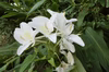 ジンジャーリリー 球根　甘い香りの白い花　