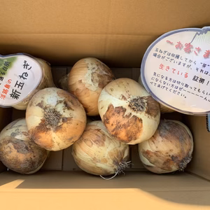 ❣️大きすぎてゴメンなさい❣️大きぃ新玉ねぎ〜玉ねぎ大国淡路島