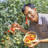 藤本豊秋