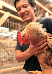 愛媛県の高級地鶏 媛っこ地鶏モモ肉 どっちの料理ショーで紹介 農家漁師から産地直送の通販 ポケットマルシェ