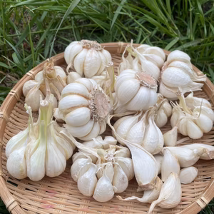 【自然栽培】にんにく　訳アリ（B品）　大蒜　ニンニク