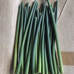 無臭ジャンボニンニクの芽大成長‼️即配送開始致します。