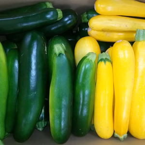 有機ズッキーニ（訳あり）　Ｊ－ＧＡＰ取得済