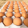 【赤たまご160個】納豆菌の仲間、『枯草菌』で育てた鶏のたまご160個