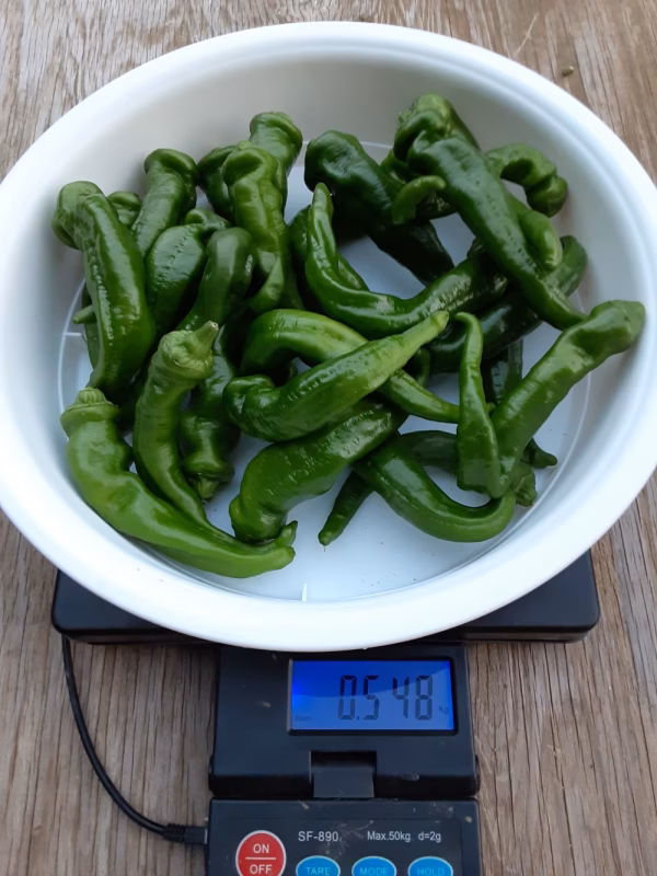 【規格外】B級野菜セット（万願寺とうがらし、にんにく）