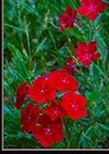 綺麗な赤&ラベンダーカラーのフロックス10.5センチ2色10苗