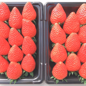 《濃厚しっとり美味しいイチゴ♪》よつぼし300g×2パック【埼玉県羽生市産】