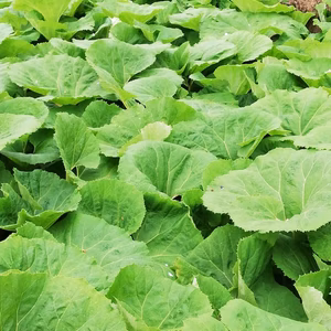 みずみずしく柔らかなふき 2Lサイズ（季節限定） 無農薬 4束