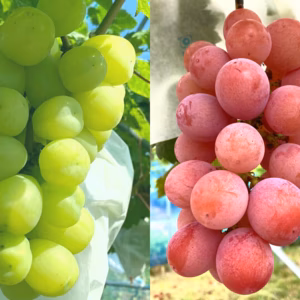 【贈り物に】彩りセット！雄宝とクインニーナのセット