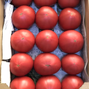 旨あじ不揃いトマト約4kg(規格外品含む)