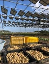 菊芋パウダー200ｇ