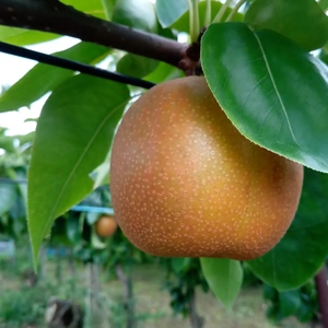サザンスィート！珍しい長野県オリジナル品種の梨だよ