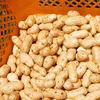 千葉県産おおまさり(生落花生) 1kg ～4.5kg　 農薬化学肥料不使用