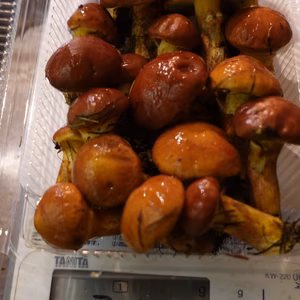 北海道ニセコ産◆絶品◆落葉きのこ(ハナイグチ)