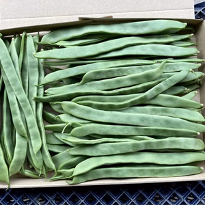 【鹿児島産】甘塩ジャンボインゲン箱込み500g^_^