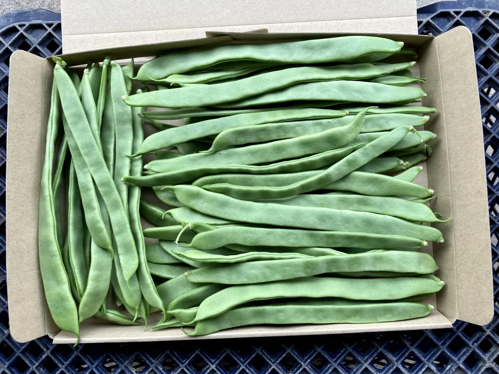 鹿児島産】甘塩ジャンボインゲン箱込み500g^_^｜野菜の商品詳細