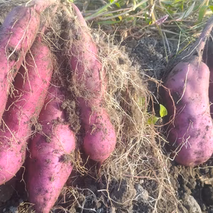 自然栽培　紅はるか　土付き