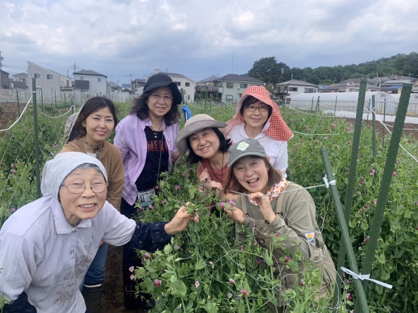 八王子の伝統野菜【川口エンドウ】超希少！！とれしだい