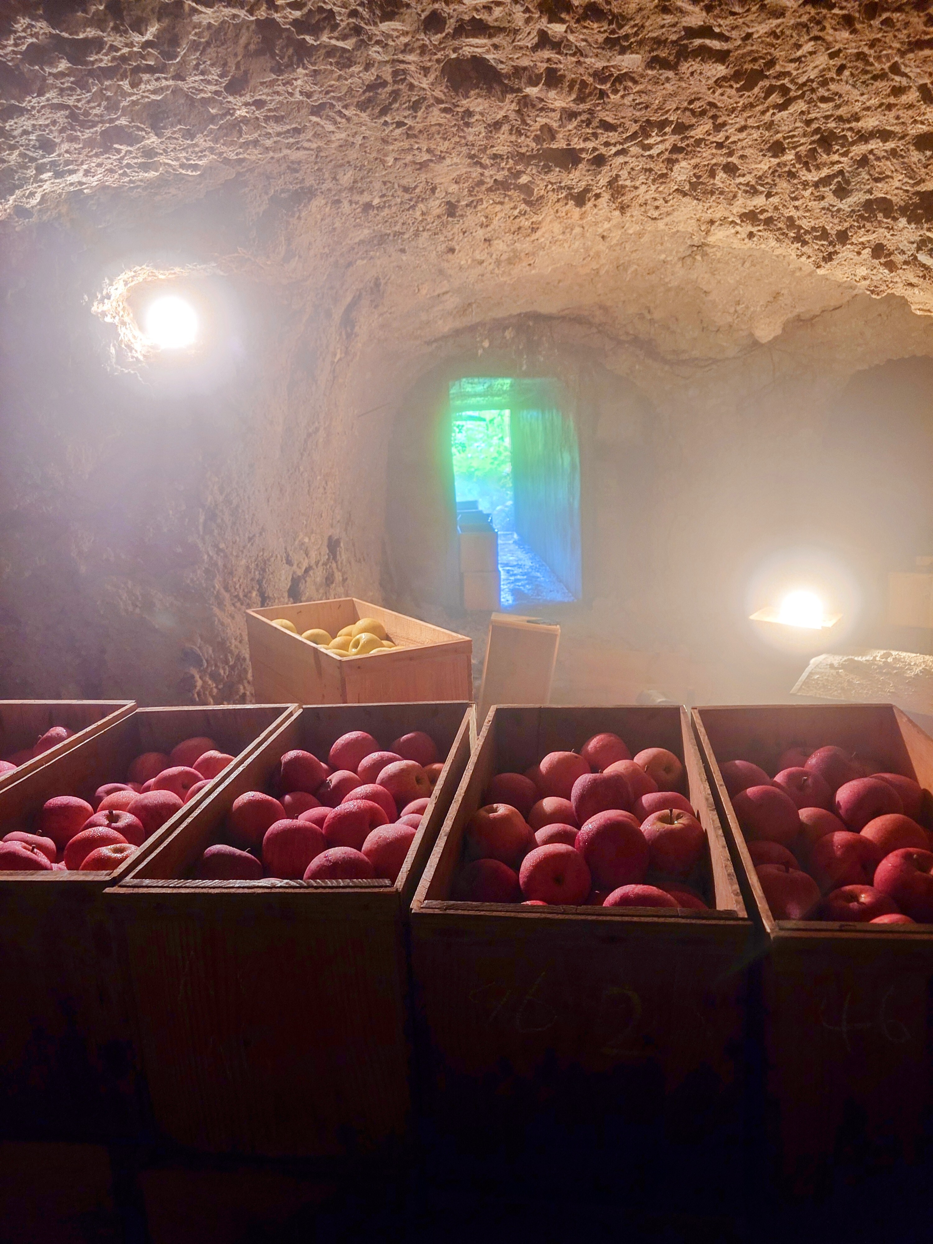 ☆化学農薬不使用☆【特別栽培】りんご入り/品種お試し詰め合わせ