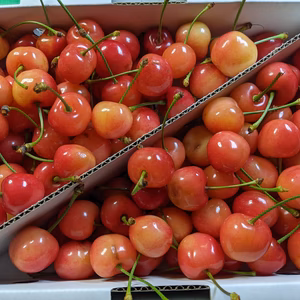 さくらんぼ佐藤錦キズあり