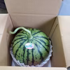 紅小玉スイカ１玉入り　ひとりじめセブン
