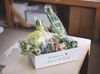 有機JAS認証　有機野菜　定期便　オーガニック 野菜セット