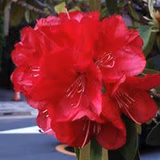 おおしお さちこ