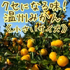 くせになる味！温州みかん《小さいサイズ》