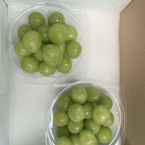 温室シャインマスカット プチギフト