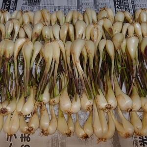 石垣島産 島らっきょう500g 希少時期採れたて【農薬・化学肥料不使用】