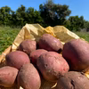 10/14出荷！特価！【丸芋シルクスイート】5キロ相当